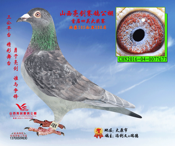 2016年山西亮剑赛鸽公棚决赛获奖鸽281-290