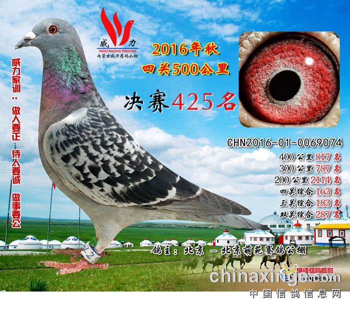 内蒙古威力赛鸽公棚奖鸽欣赏(421-435名)