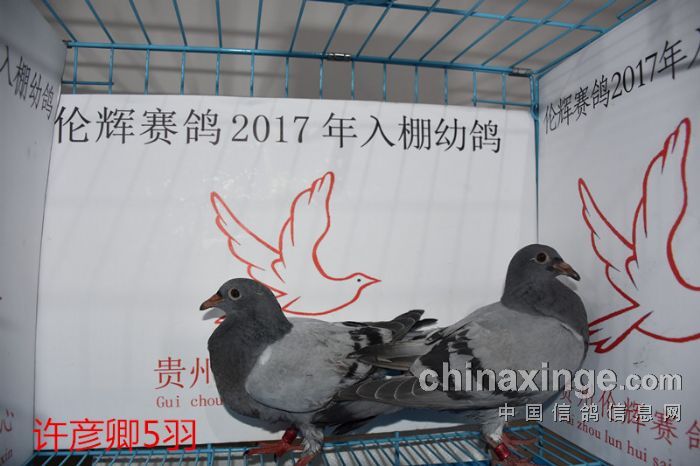 贵州伦辉赛鸽中心:2017年2月6日幼鸽入棚照