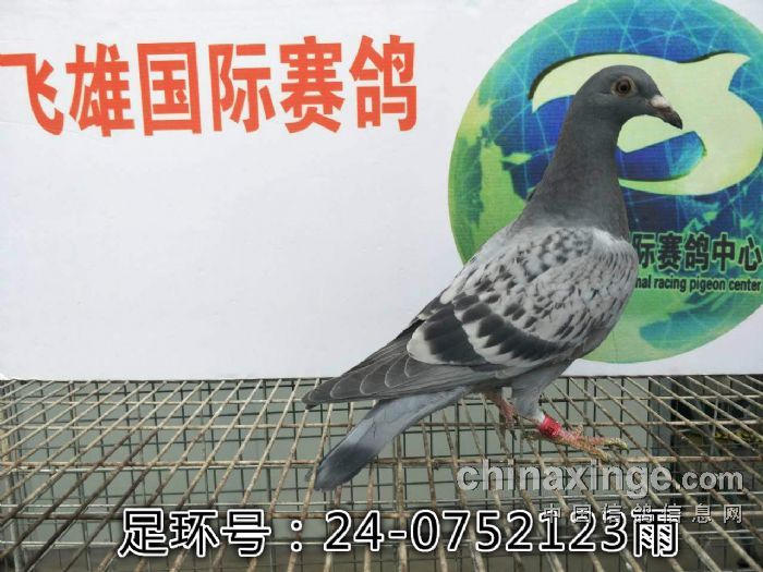 飞雄国际 2017年2月27幼鸽照
