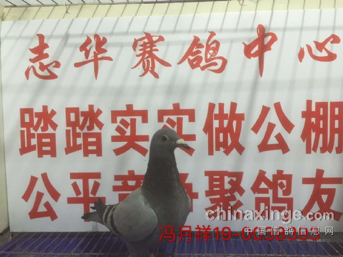 2017年秋季赛新进幼鸽入棚图片5 - 贵州志华赛鸽中心
