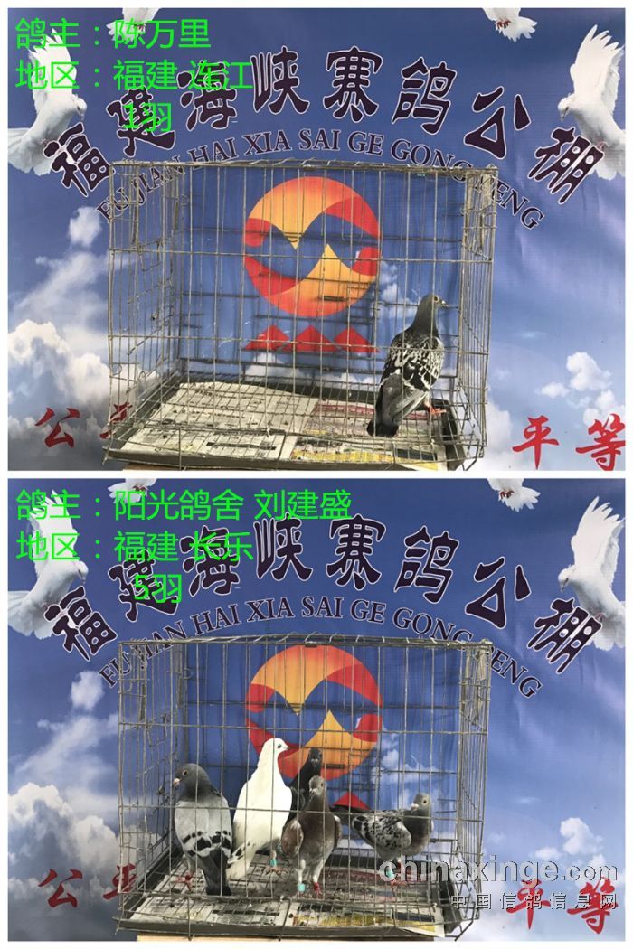 已阅读1次 福建省海峡赛鸽公棚2017年5月5日更新收鸽明细图文（一）