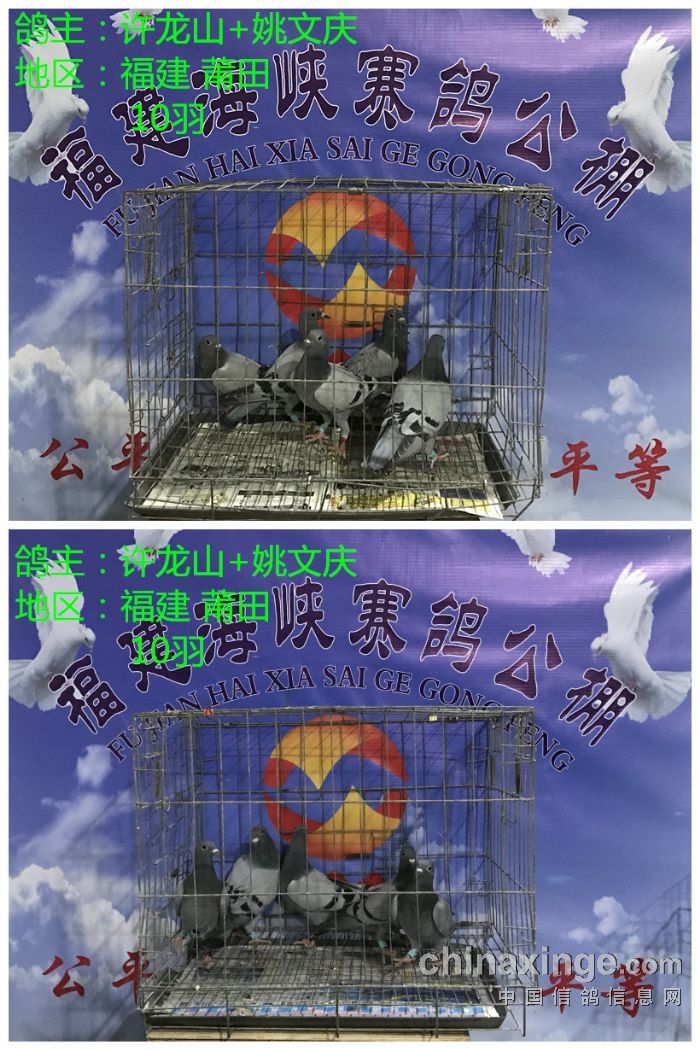 福建省海峡赛鸽公棚2017年5月5日更新收鸽明细图文 （二） 