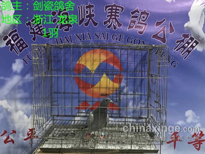 福建省海峡赛鸽公棚2017年5月6日更新收鸽明细图文 