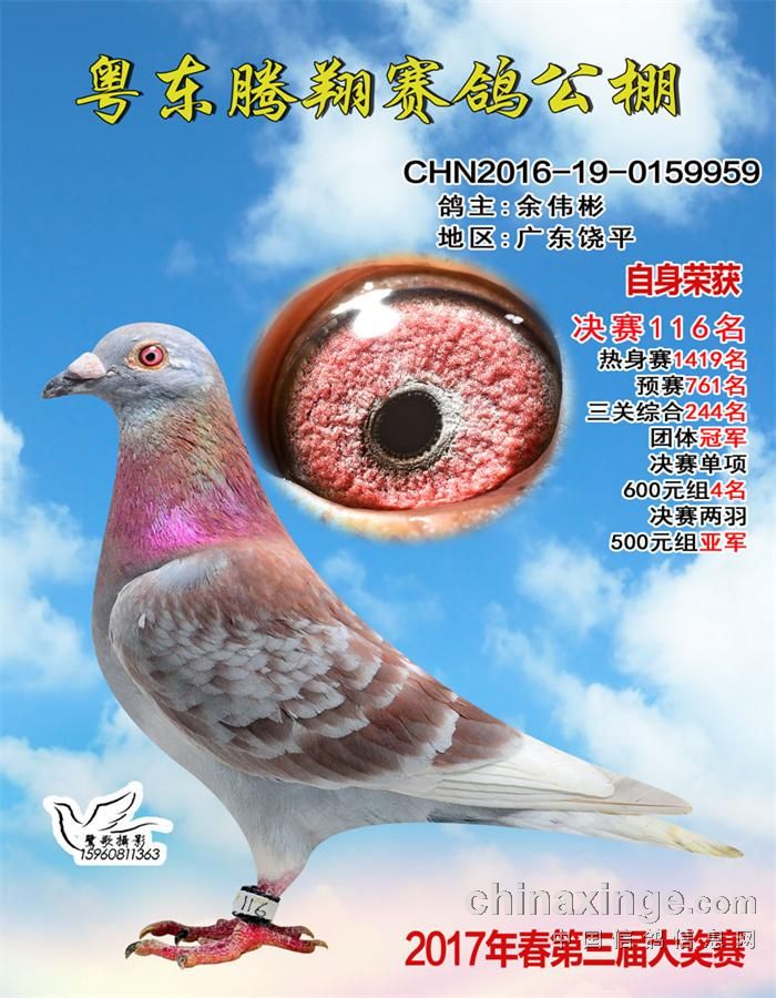 2017年公棚获奖鸽照片,2018年公棚获奖鸽图片 粤东腾翔公棚决赛获奖鸽图片(91-120名)