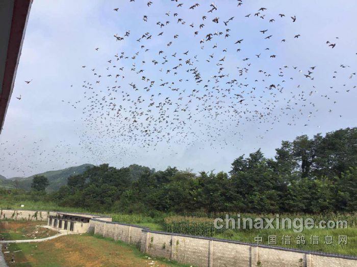 红枫大棚:红枫大棚8月5日养训图片-贵州红枫赛鸽()