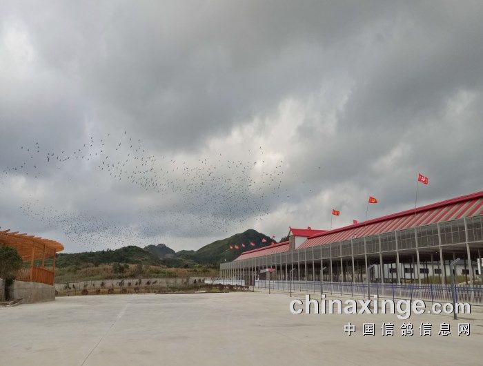 红枫大棚:9月25养训视频及图片