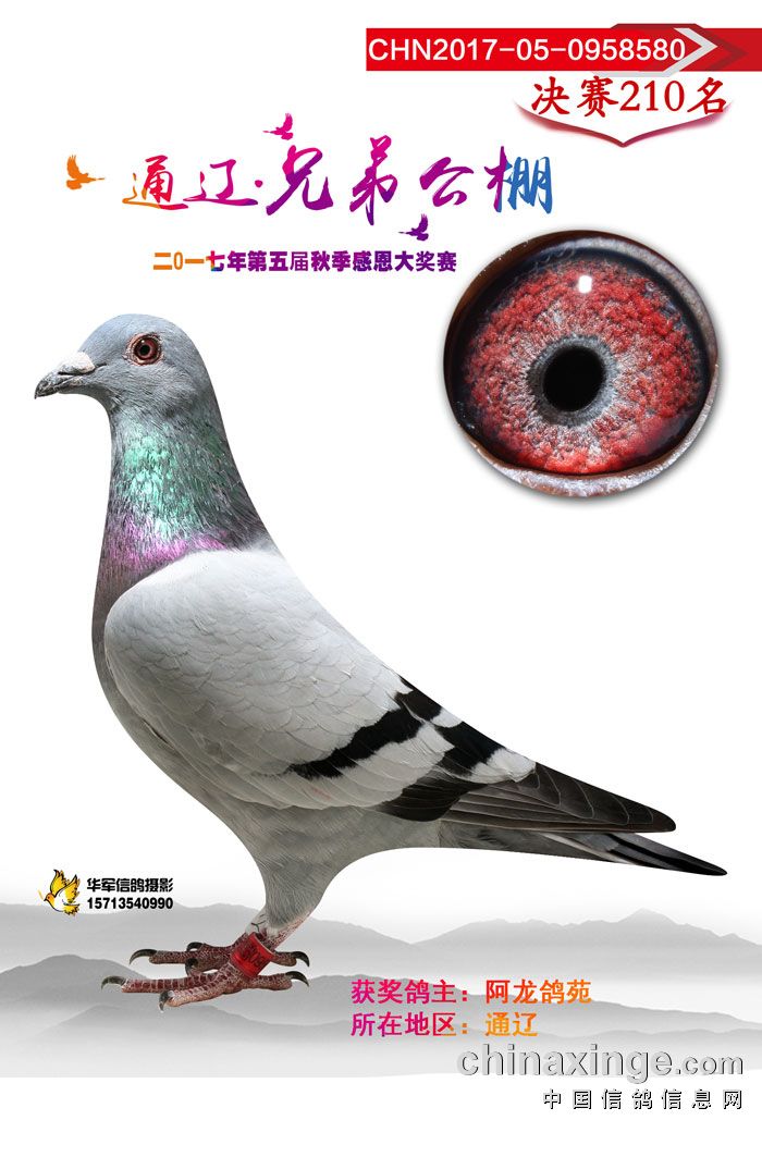 2017年内蒙古通辽市兄弟公棚获奖鸽(196-210)