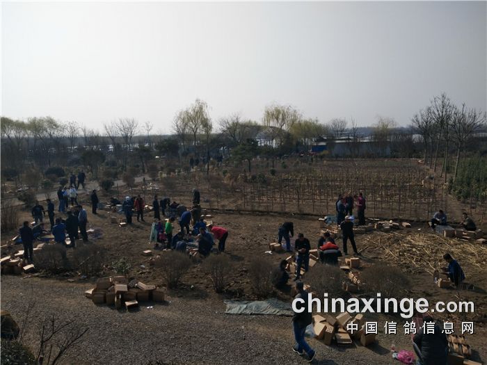 齐鲁兆佳春1棚交费探视照片