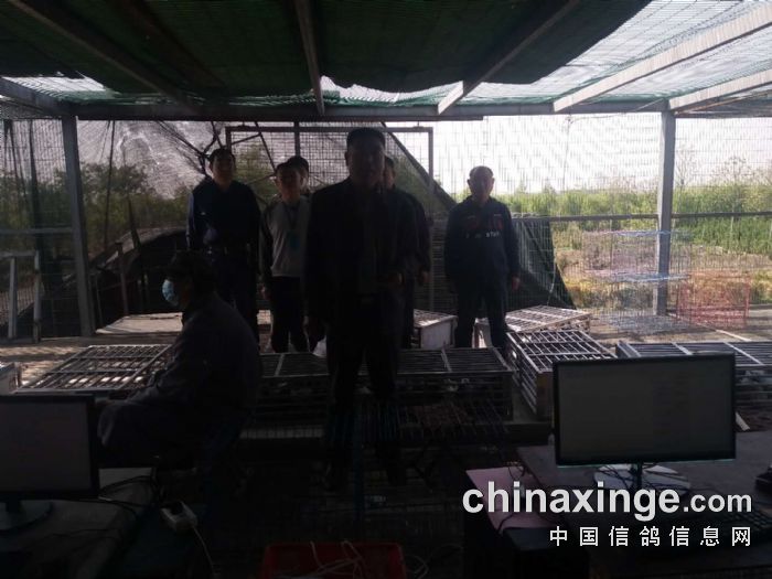 齐鲁兆佳春1棚决赛集鸽上笼照片