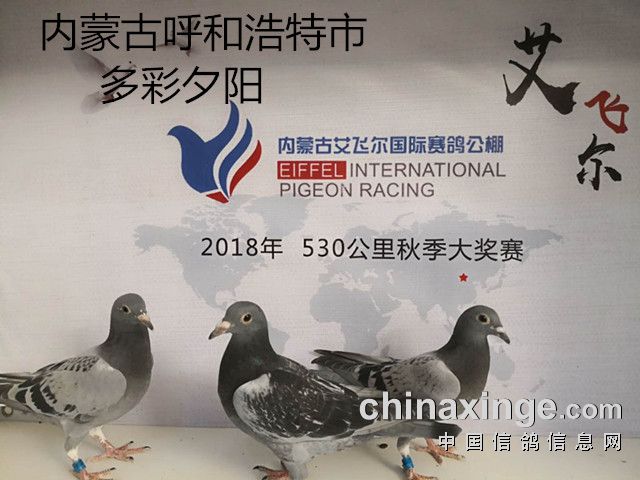 4953355                  内蒙古艾飞尔赛鸽公棚5月10日收鸽信息