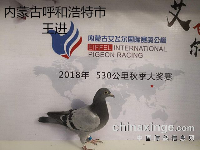 4953355                  内蒙古艾飞尔赛鸽公棚5月10日收鸽信息