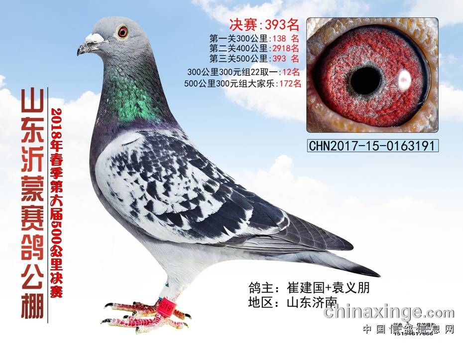 山东沂蒙赛鸽公棚(春棚)决赛391-420名照片欣赏