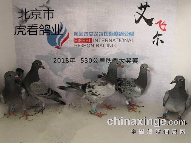 0471-4953355                  内蒙古艾飞尔赛鸽公棚6月2日收鸽信息
