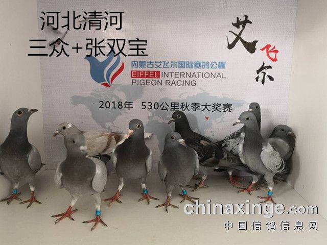 0471-4953355                  内蒙古艾飞尔赛鸽公棚6月2日收鸽信息