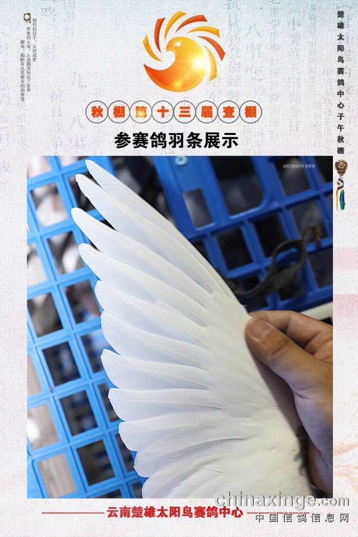 2018年秋棚查棚视图 - 云南楚雄太阳鸟赛鸽中心 - 网.