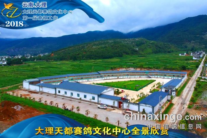 大理州天都赛鸽文化中心首届查棚精彩图集