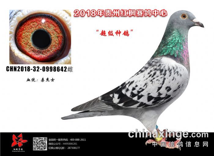 红枫大棚:超级种鸽大放送 - 贵州红枫赛鸽中心(大棚)