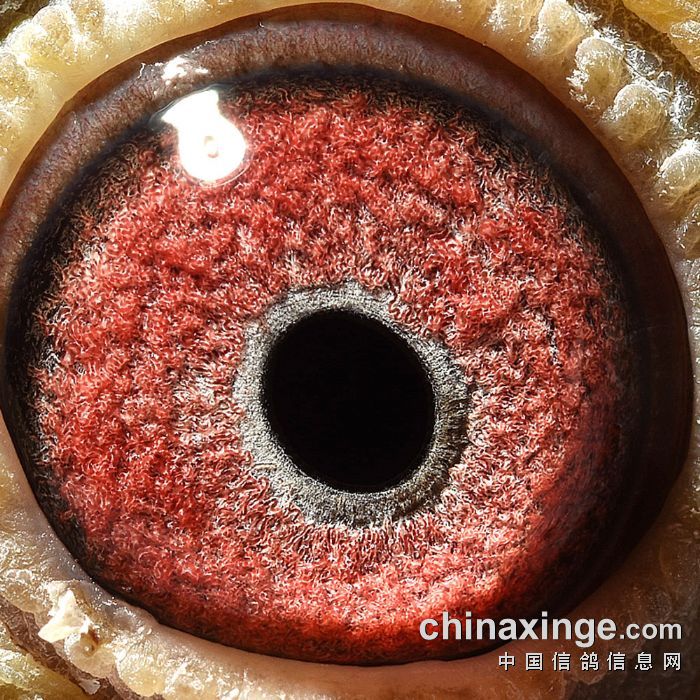 2018年秋揭阳市天胜赛鸽公棚获奖鸽欣赏（91 95名）