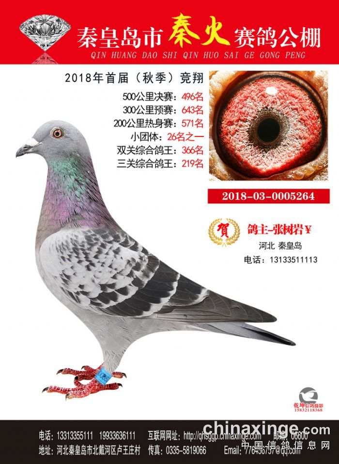 秦火公棚2018年秋季大奖赛获奖鸽照片欣赏(481-510)