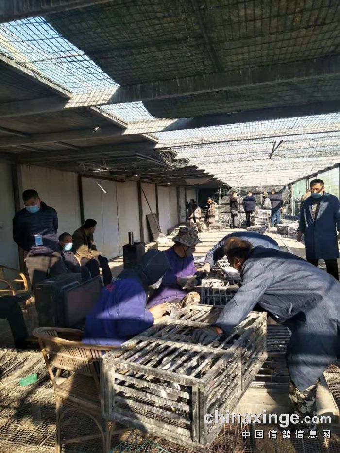 齐鲁兆佳春1棚100公里集鸽照片