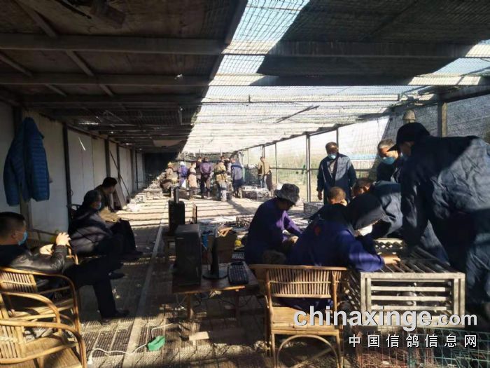 齐鲁兆佳春1棚100公里集鸽照片