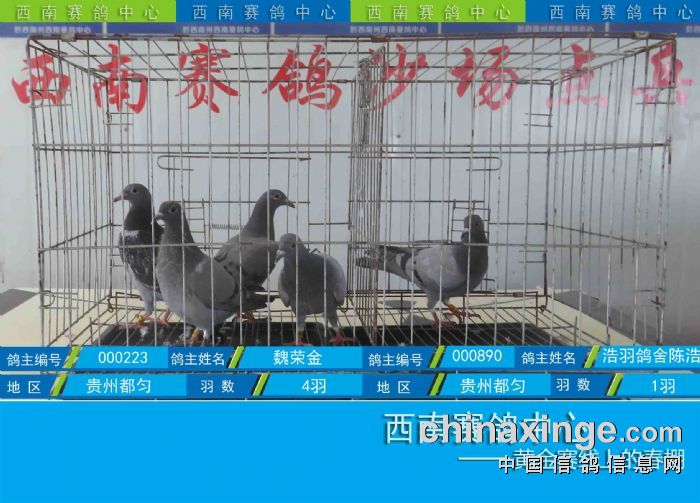 西南赛鸽中心:第四届幼鸽入棚图集(10-23)
