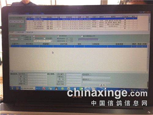 集鸽工作准备开始.jpg