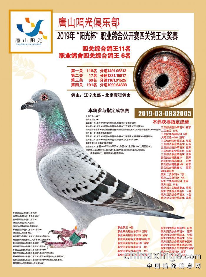 2019"阳光杯"鸽王照片 - 唐山阳光赛鸽寄养棚 - 中信.