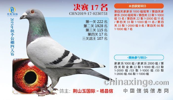 西安慧能秋棚2019年获奖鸽图片(16-30名)
