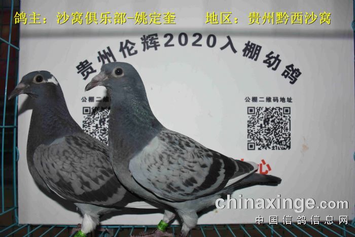 贵州伦辉赛鸽中心:2020年3月22日幼鸽入棚照(一)