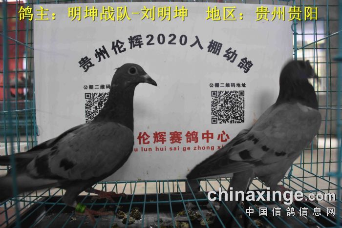 贵州伦辉赛鸽中心:2020年3月5日幼鸽入棚照(二)