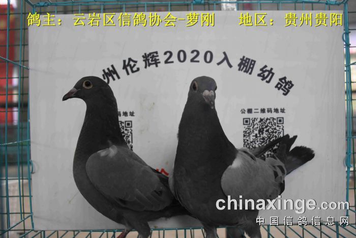 贵州伦辉赛鸽中心:2020年4月1日幼鸽入棚照(一)