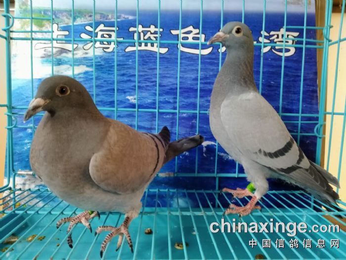 4月8日幼鸽入棚照(3) - 上海蓝色海湾赛鸽俱乐部 - 网