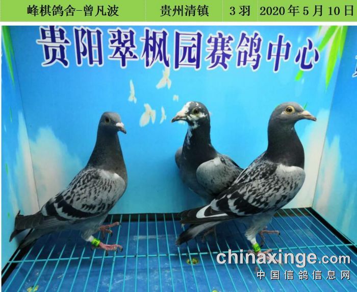 翠枫园5月10日幼鸽入棚照_公棚动态_贵州翠枫园赛鸽
