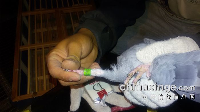 范志良 林健2016-01-0227818灰更换损坏电子环第一羽上笼鸽