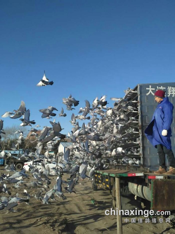 大连翔凤信鸽公棚320公里放飞照片
