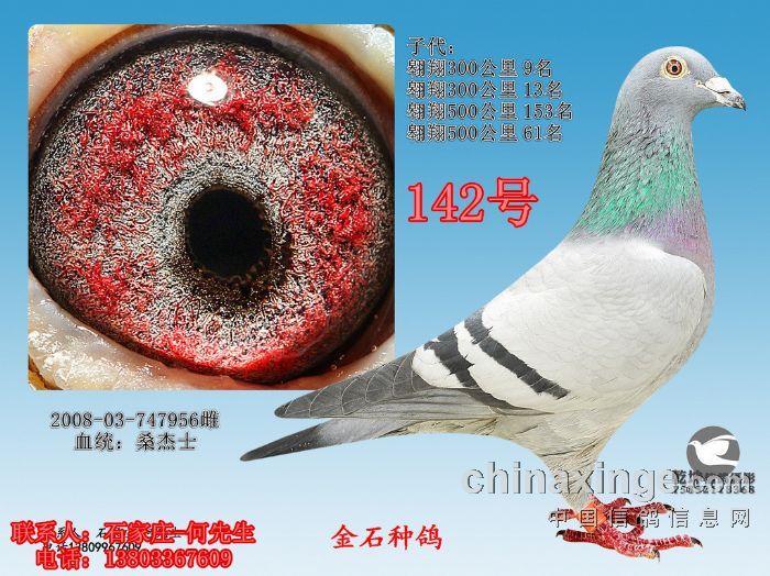 (10) - 河北省石家莊金石賽鴿公棚 - 中信網各地公棚