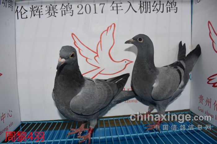 贵州伦辉赛鸽中心:2017年2月16日幼鸽入棚照