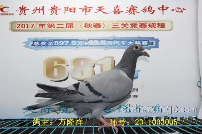 贵阳天喜赛鸽中心2017年3月11日幼鸽入棚照图2