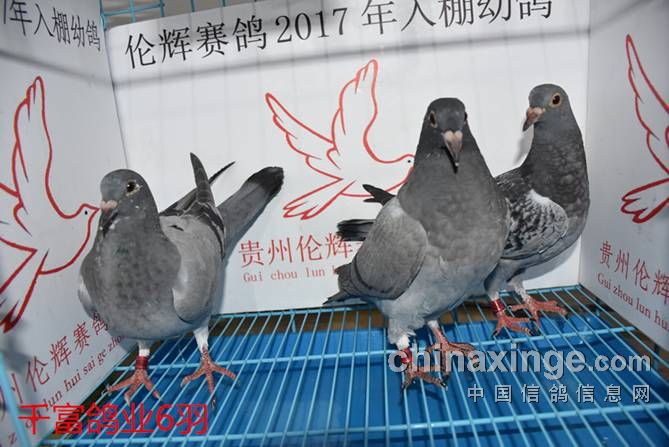 贵州伦辉赛鸽中心:2017年3月12日幼鸽入棚照(一)