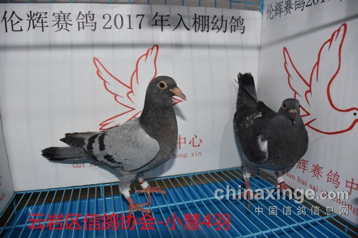 贵州伦辉赛鸽中心:2017年3月18日幼鸽入棚照