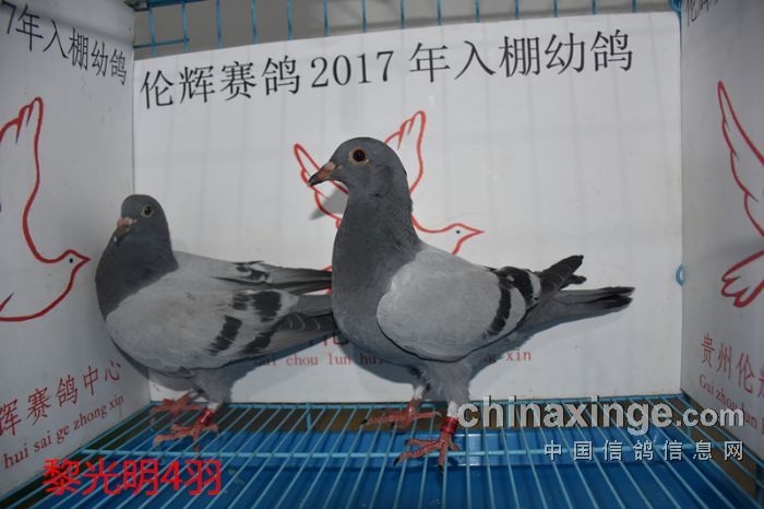 贵州伦辉赛鸽中心2017年3月29日幼鸽入棚照