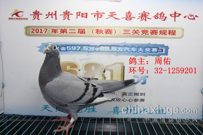 贵阳天喜赛鸽中心2017年3月30日幼鸽入棚照图2