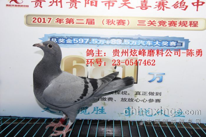 贵阳天喜赛鸽中心2017年3月30日幼鸽入棚照图2