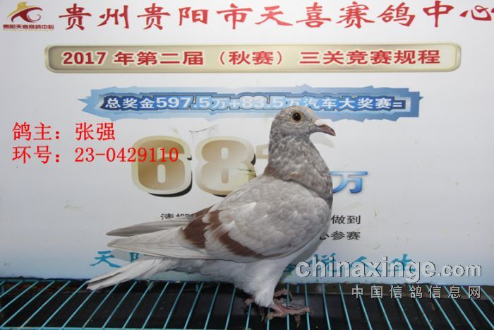 贵阳天喜赛鸽中心2017年3月30日幼鸽入棚照图2