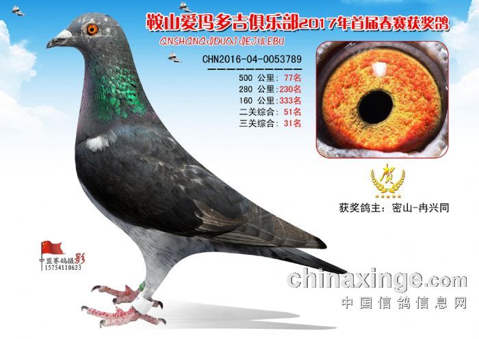 71-80名获奖鸽 - 辽宁鞍山爱玛多吉赛鸽俱乐部 - 中信网各地公棚