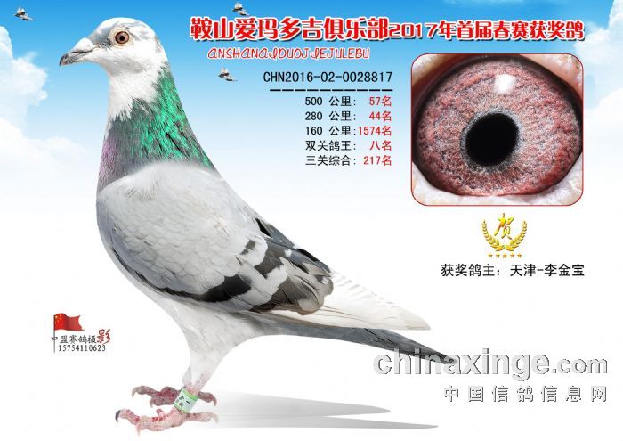 双关鸽王前十名 - 辽宁鞍山爱玛多吉赛鸽俱乐部 - 中信网各地公棚