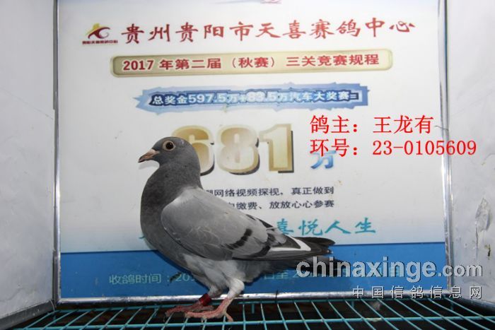贵阳天喜赛鸽中心2017年5月7日幼鸽入棚照(图6)