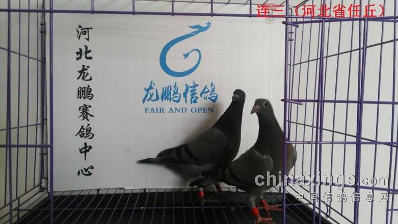 河北龙鹏赛鸽公棚5月17日幼鸽入棚照片